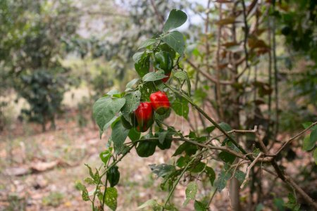 Foto de El Rocoto Rojo es el famoso Pimienta de Semilla Negra de los Andes. Es un Capsicum Pubescens, conocido desde hace miles de años en toda América Latina. - Imagen libre de derechos
