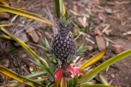 Téléchargez les photos : Plantation d'ananas bio dans la jungle péruvienne. - en image libre de droit