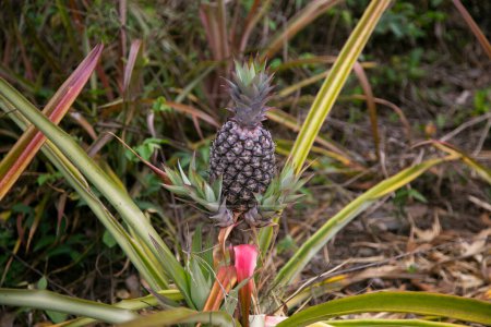 Téléchargez les photos : Plantation d'ananas bio dans la jungle péruvienne. - en image libre de droit