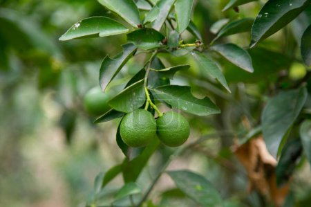 Téléchargez les photos : Plantation de lime biologique dans la jungle péruvienne. - en image libre de droit