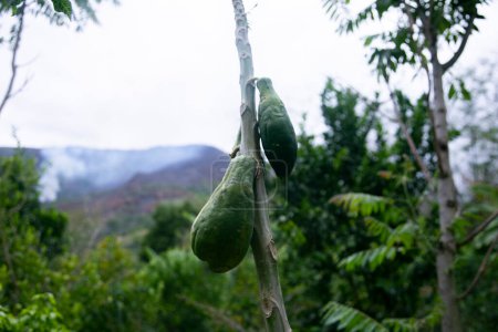 Foto de Plantación de papaya ecológica verde en la selva peruana. - Imagen libre de derechos