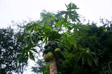 Photo for Green organic papaya plantation in the Peruvian jungle. - Royalty Free Image