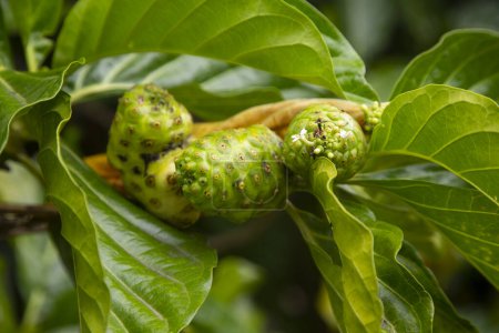 Photo for Morinda citrifolia, commonly called noni, maroon soursop, devil fruit, paradise fruit or Indian blackberry, is an arboreal or shrubby plant of the Rubiaceae family; Native to Southeast Asia - Royalty Free Image