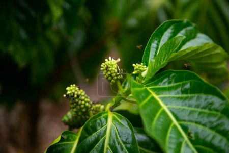 Photo for Morinda citrifolia, commonly called noni, maroon soursop, devil fruit, paradise fruit or Indian blackberry, is an arboreal or shrubby plant of the Rubiaceae family; Native to Southeast Asia - Royalty Free Image