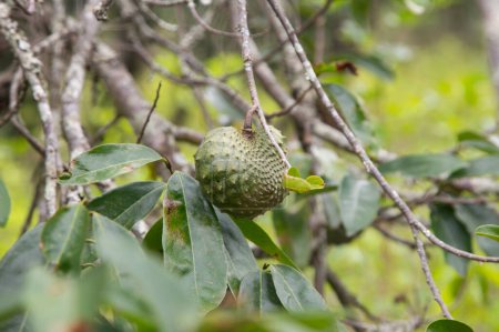 Photo for Annona muricata, soursop or graviola is a tree in the Annonaceae family. Originally from Central and South America, it is cultivated for its edible fruits in many countries with a tropical climate. - Royalty Free Image