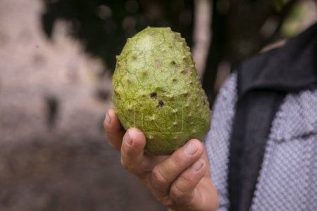 Photo for Annona muricata, soursop or graviola is a tree in the Annonaceae family. Originally from Central and South America, it is cultivated for its edible fruits in many countries with a tropical climate. - Royalty Free Image