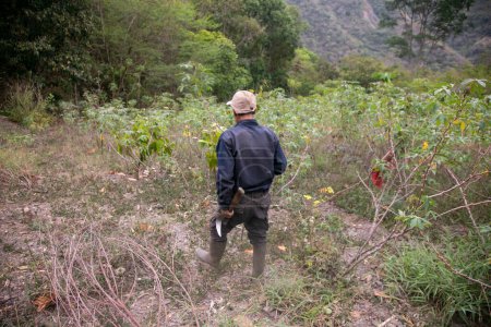 Téléchargez les photos : Plantation biologique de manioc ou de yukka dans la jungle péruvienne. - en image libre de droit