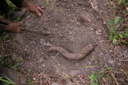 Téléchargez les photos : Plantation biologique de manioc ou de yukka dans la jungle péruvienne. - en image libre de droit