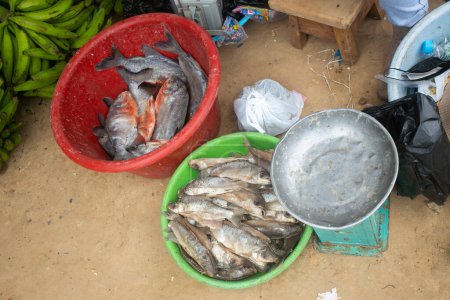 Foto de Puesto de pescado en un mercado de la localidad de Yurimaguas en la selva peruana. - Imagen libre de derechos