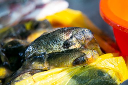 Téléchargez les photos : Carachi ou karache est le nom populaire utilisé au Pérou, en Bolivie et au Chili pour désigner plusieurs espèces de poissons comestibles du genre Orestias qui habitent le lac Titicaca.. - en image libre de droit