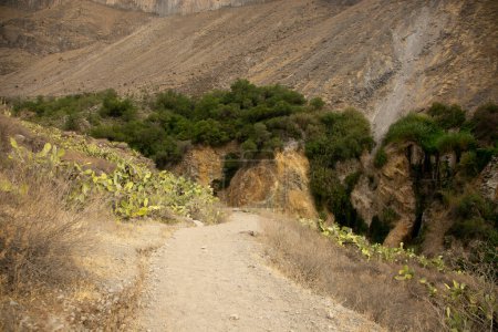 Photo for Hike through the Colca Canyon following the route from Cabanaconde to the Oasis. - Royalty Free Image