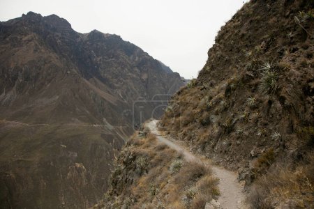 Foto de Caminata por el Cañón del Colca siguiendo la ruta de Cabanaconde al Oasis. - Imagen libre de derechos