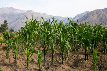 Foto de Organic corn fields in the Colca canyon near the city of Arequipa in Peru. - Imagen libre de derechos
