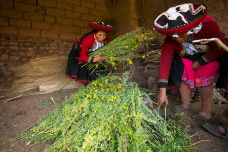 Foto de Maras, Peru; 1st October 2022: Celebrating Pachamanca feast with a Quechua tribe in the Sacred Valley, Peru. - Imagen libre de derechos