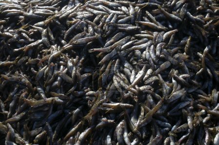 Téléchargez les photos : L'Ispi est un type de petit poisson typique du lac Titicaca, ils sont consommés entiers et frits. - en image libre de droit