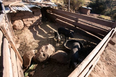 Téléchargez les photos : Stylo avec deux cochons dans une maison sur la péninsule de Llachon sur le lac Titicaca au Pérou. - en image libre de droit