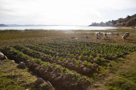 Téléchargez les photos : Champs pour pratiquer l'agriculture sur la péninsule de Llachon sur le lac Titicaca, Pérou. - en image libre de droit