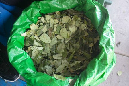 Photo for Coca leaves for sale at a stall in the central market of the city of Cusco in Peru. - Royalty Free Image