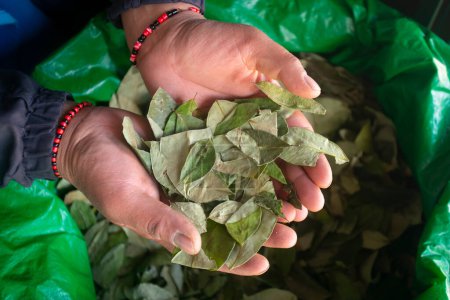 Photo for Coca leaves for sale at a stall in the central market of the city of Cusco in Peru. - Royalty Free Image