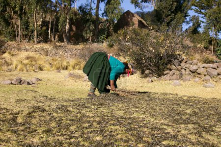 Téléchargez les photos : Llachon, Pérou ; 1er janvier 2023 : Femme autochtone de la péninsule de Llachn ramassant du poisson séché au soleil. - en image libre de droit