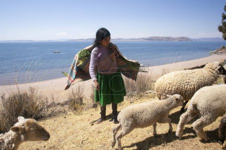 Photo for Llachon, Peru; 1st January 2023: Local people from the Llachn peninsula province on Lake Titicaca with their herd of sheep. - Royalty Free Image