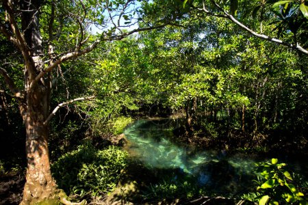 Téléchargez les photos : Forêt de mangrove de Tha Pom dans la province de Krabi en Thaïlande. - en image libre de droit