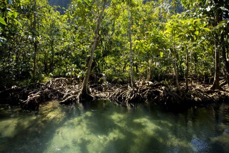 Foto de Bosque de manglares Tha Pom en la provincia de Krabi en Tailandia. - Imagen libre de derechos