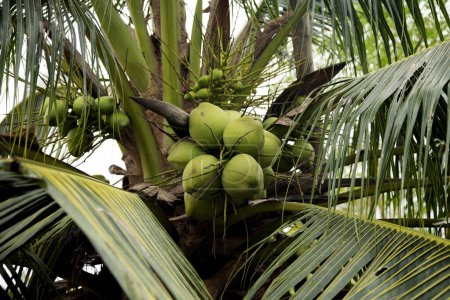 Photo for Coconuts on a coconut tree at an organic farm in the Samut Songkram province of Thailand. - Royalty Free Image