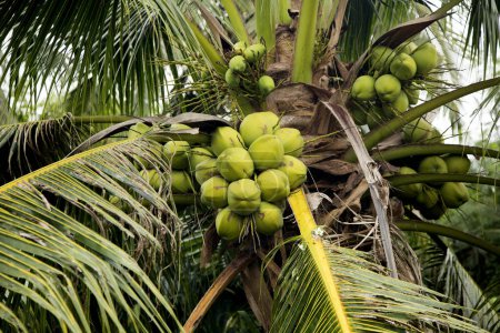 Foto de Cocos en un árbol de coco en una granja orgánica en la provincia de Samut Songkram de Tailandia. - Imagen libre de derechos