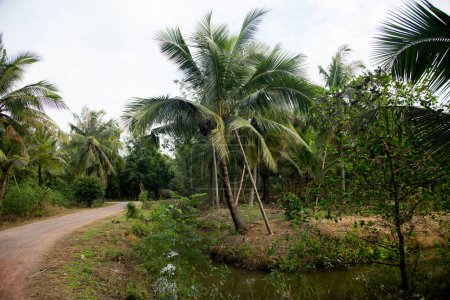 Téléchargez les photos : Plantations de noix de coco biologiques dans la région de Samut Songkram en Thaïlande. - en image libre de droit