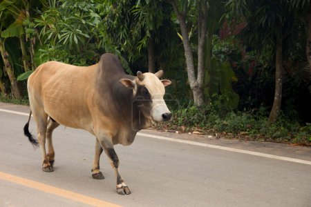 Foto de Animal en plantaciones orgánicas de coco en el área de Samut Songkram de Tailandia. - Imagen libre de derechos