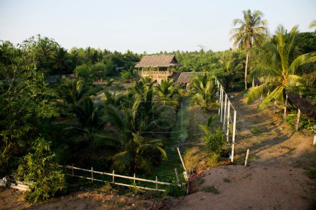 Foto de Plantaciones orgánicas de coco en el área de Samut Songkram de Tailandia. - Imagen libre de derechos