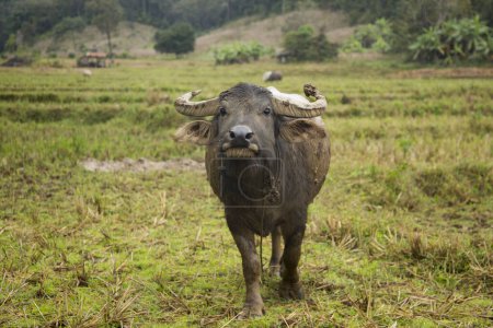 Photo for The Krabue buffalo, the Siamese buffalo, Thai water, or Thai swamp buffalo, is a large breed of water buffalo indigenous to Thailand. - Royalty Free Image