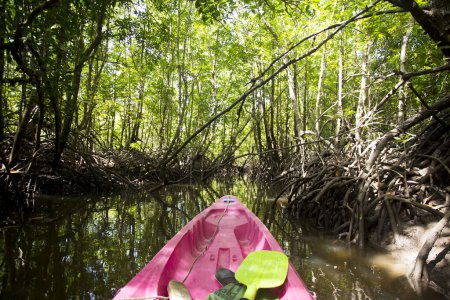 Téléchargez les photos : Kayak Forêt de mangrove sur l'île de Ko Yao dans le sud de la Thaïlande. - en image libre de droit