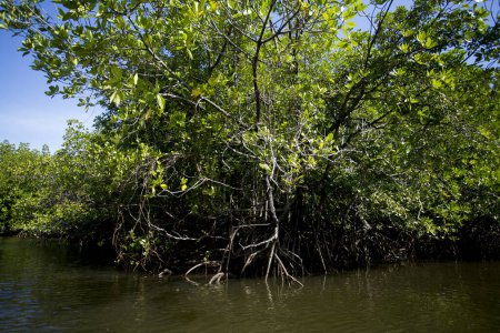 Téléchargez les photos : Forêt de mangroves sur l'île de Ko Yao dans le sud de la Thaïlande. - en image libre de droit