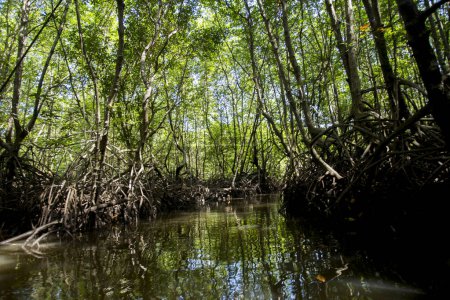 Foto de Bosque de manglares en la isla de Ko Yao en el sur de Tailandia. - Imagen libre de derechos
