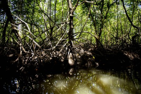 Téléchargez les photos : Forêt de mangroves sur l'île de Ko Yao dans le sud de la Thaïlande. - en image libre de droit