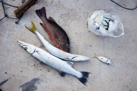 Téléchargez les photos : Variété de poissons récoltés sur la côte de l'île de Ko Yao dans le sud de la Thaïlande. - en image libre de droit