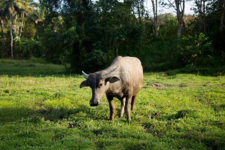 Foto de El búfalo de Crabue, el búfalo siamés, el agua tailandesa o el búfalo de pantano tailandés, es una raza grande de búfalo de agua autóctono de Tailandia.. - Imagen libre de derechos