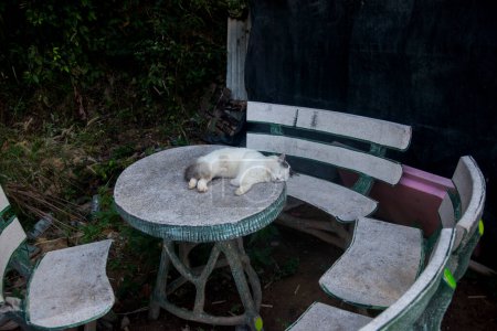 Téléchargez les photos : Famille de chats dans un village sur l'île de Ko Yao dans le sud de la Thaïlande. - en image libre de droit
