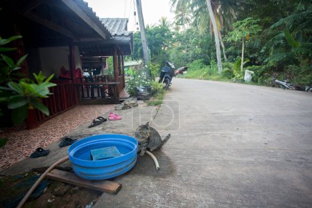 Foto de Familia de gatos en un pueblo en la isla de Ko Yao en el sur de Tailandia. - Imagen libre de derechos