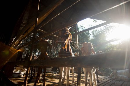 Foto de Cabras de una granja en la isla de Ko Yao en el sur de Tailandia. - Imagen libre de derechos