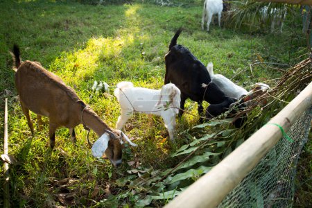 Foto de Cabras de una granja en la isla de Ko Yao en el sur de Tailandia. - Imagen libre de derechos