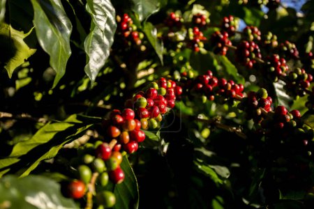 Photo for Details of red coffee beans. Organic coffee plantation in the west of the city of Chiang Mai in Thailand. - Royalty Free Image