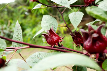 Foto de Hibiscus sabdariffa es un hibisco de la familia Malvaceae, nativo de África tropical, desde Egipto y Sudán hasta Senegal, aunque, debido a sus propiedades medicinales o su sabor en infusión. - Imagen libre de derechos