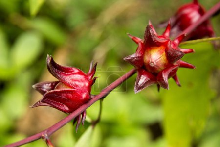 Téléchargez les photos : Hibiscus sabdariffa est un hibiscus de la famille des Malvaceae, originaire d'Afrique tropicale, d'Egypte et du Soudan au Sénégal, bien que, en raison de ses propriétés médicinales ou de sa saveur en infusion. - en image libre de droit