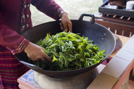Foto de Mujer secando hojas de té verde en una plantación de té verde orgánico en el norte de Tailandia cerca de Chiang Mai. - Imagen libre de derechos