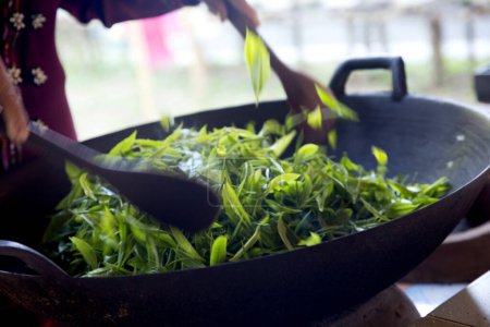 Foto de Plantación de té verde orgánico en el norte de Tailandia cerca de Chiang Mai. - Imagen libre de derechos