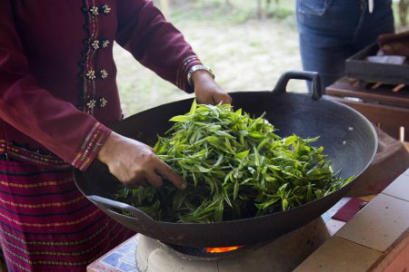 Foto de Mujer secando hojas de té verde en una plantación de té verde orgánico en el norte de Tailandia cerca de Chiang Mai. - Imagen libre de derechos