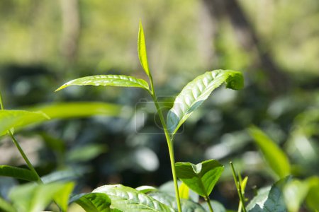 Téléchargez les photos : Plantation de thé vert biologique dans le nord de la Thaïlande près de Chiang Mai. - en image libre de droit